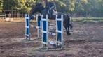 BWP merrie: allround/springen/dressuur/fokkerij, Dieren en Toebehoren, Merrie, Gechipt
