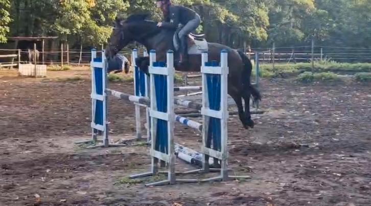 BWP merrie: allround/springen/dressuur/fokkerij, Dieren en Toebehoren, Paarden, Merrie, Met stamboom, Gechipt