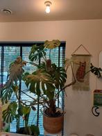 Monstera plant groot, Huis en Inrichting, Kamerplanten, Ophalen