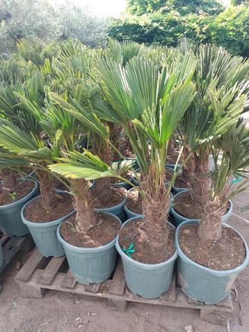 Trachycarpus wagnerianus 65€ stuk  2 voor 120€ beschikbaar voor biedingen