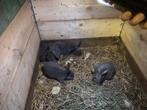 Dwerg konijnen, Dieren en Toebehoren, Meerdere dieren, Dwerg, 0 tot 2 jaar