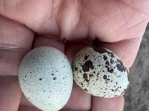 Kwartel eieren, Dieren en Toebehoren, Pluimvee, Overige soorten, Geslacht onbekend