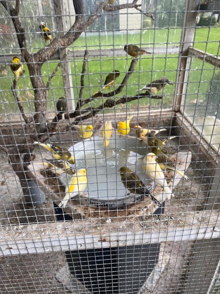 Eerstejaars kanaries alle kleuren uit volière, Dieren en Toebehoren, Vogels | Kanaries, Meerdere dieren