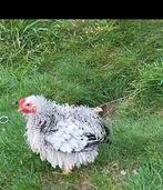 Coq pekin, Dieren en Toebehoren, Pluimvee