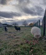 Ouessant ooi, Vrouwelijk