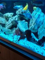 Cichliden, Dieren en Toebehoren