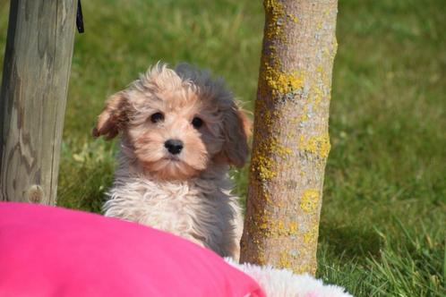 Maltipoo pups jong nestjen, Dieren en Toebehoren, Honden | Chihuahua's en Gezelschapshonden, Meerdere dieren, Overige rassen, Fokker | Professioneel