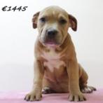 American Staffordshire Terrier - Robuste pups te koop, Dieren en Toebehoren, Honden | Jack Russells en Terriërs, 15 weken tot 1 jaar