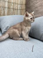 Britse korthaar kittens, Meerdere dieren, Gechipt, 0 tot 2 jaar