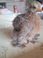 Cochin Kuikentjes, Dieren en Toebehoren, Pluimvee, Geslacht onbekend, Kip