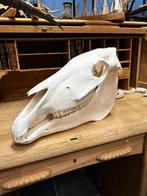 Taxidermie paarden schedel kompleet, Ophalen of Verzenden