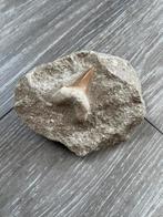 Fossiele haaientand, Verzamelen, Mineralen en Fossielen, Ophalen of Verzenden, Fossiel
