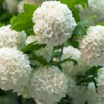 Bolhortensia, Ophalen, Struik