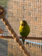 4 grasparkietjes geringd 2025, Dieren en Toebehoren, Vogels | Parkieten en Papegaaien, Meerdere dieren, Parkiet, Geringd