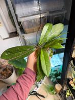 Hoya crassipetiolata stekjes, Maison & Meubles, Plantes d'intérieur, Plante à fleurs, Enlèvement ou Envoi, Autres espèces, Moins de 100 cm