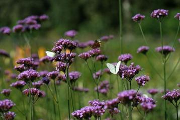 plantjes Verbena beschikbaar voor biedingen