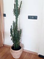 Euphorbia  kaktus 1,70cm hoog in ECHTE terracotta pot, Huis en Inrichting, Kamerplanten, Ophalen of Verzenden