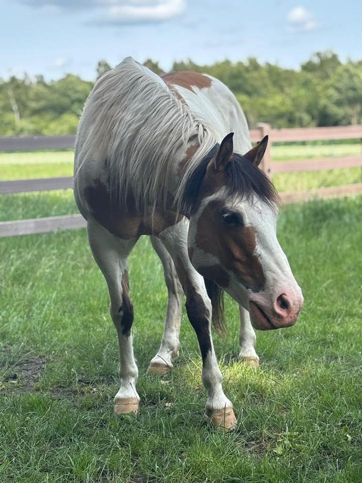 Knappe paint ruin, Animaux & Accessoires, Chevaux, Hongre, Débourré, Moins de 160 cm, 7 à 10 ans, Cheval western, Avec pedigree