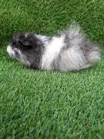 Ch teddy beer, Dieren en Toebehoren, Knaagdieren, Cavia, Mannelijk, Juli, Tam