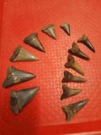 Haaientanden kruibeke, Enlèvement ou Envoi