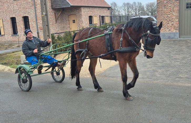 14 jarige dravers ruin, Animaux & Accessoires, Chevaux & Poneys | Produits de soin, Enlèvement ou Envoi