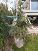 Sapin d'ornement sans le bac, Enlèvement