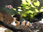 Chromobotia Macracanthus - slakkeneters 7-8cm, Ophalen, Nieuw, Overige typen