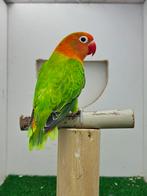 Fischeri man, Dieren en Toebehoren, Vogels | Parkieten en Papegaaien, Geringd