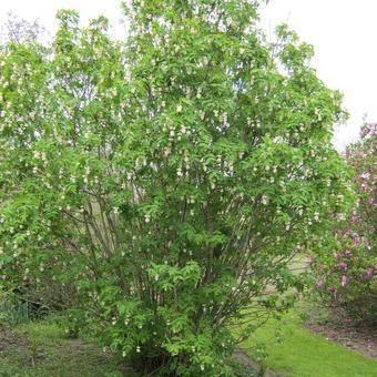 Pimpernoot, Tuin en Terras, Planten | Bomen, Ophalen