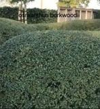 Osmanthus Burkwoodii aan stuntprijzen!, Tuin en Terras, Planten | Struiken en Hagen, Ophalen, Taxus