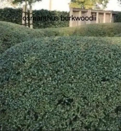 Osmanthus Burkwoodii aan stuntprijzen!, Tuin en Terras, Planten | Struiken en Hagen, Taxus, Ophalen