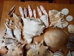 Shells collectie, Ophalen, Nieuw