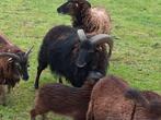 Soay schaap: bok van 4 jaar oud;  niet voor consumptie!, Dieren en Toebehoren, Schapen, Geiten en Varkens, Schaap