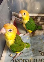 Roestkop caiques, Dieren en Toebehoren, Vogels | Parkieten en Papegaaien