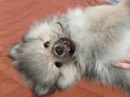 2 Prachtige pomeriaan puppy's, België, Fokker | Hobbymatig, Overige rassen, 8 tot 15 weken