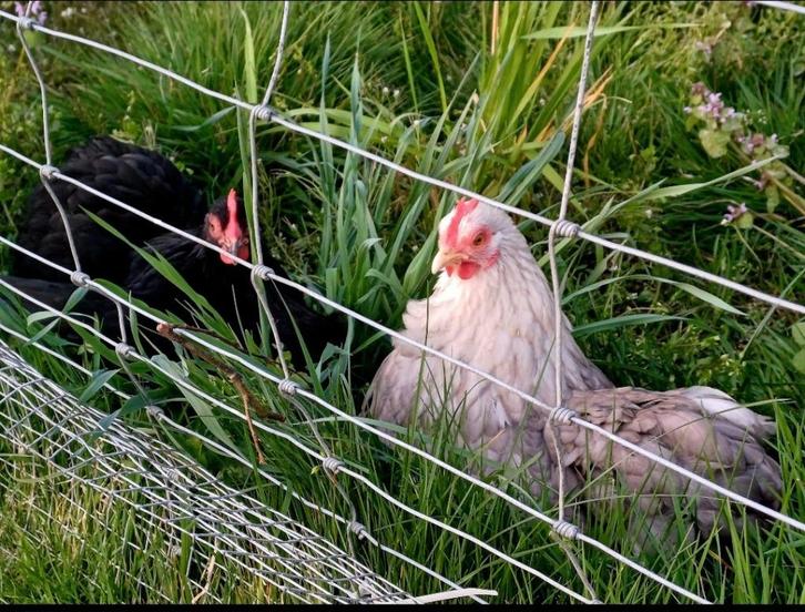 Cochin kriel kippen, Dieren en Toebehoren, Pluimvee, Kip, Vrouwelijk