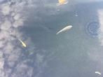 12 jonge koi, Dieren en Toebehoren