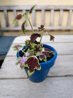 Coleus inky fingers plant in goede gezondheid met sierpotje., Ophalen