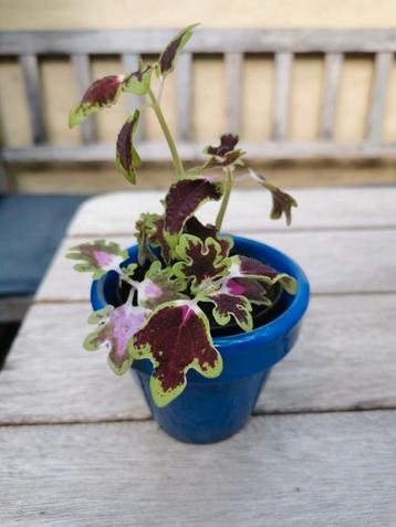 Coleus inky fingers plant in goede gezondheid met sierpotje. beschikbaar voor biedingen