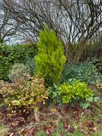 Sapin - thuya, Jardin & Terrasse, Plantes | Arbres, Enlèvement, Autres espèces, 100 à 250 cm