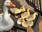 Witte gans ganzen kuikens, Dieren en Toebehoren, Geslacht onbekend, Gans of Zwaan