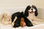 Lieve cavapoo pups (cavalier x toypoedel), Poedel, België, CDV (hondenziekte), 8 tot 15 weken