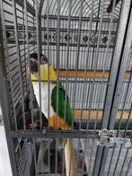tamme caique van 3 jaar te koop, Dieren en Toebehoren, Vogels | Parkieten en Papegaaien, Geslacht onbekend, Papegaai, Tam