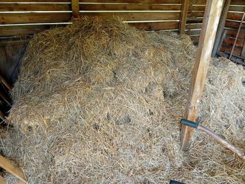 Hooi paarden..dieren beschikbaar voor biedingen