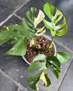 Monstera minima/Rhaphidophora Tetrasperma variegata, Ophalen of Verzenden