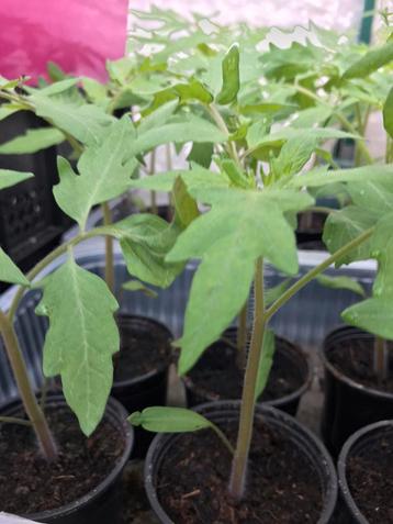 Heirloom-tomatenplanten, variëteit 1930 beschikbaar voor biedingen