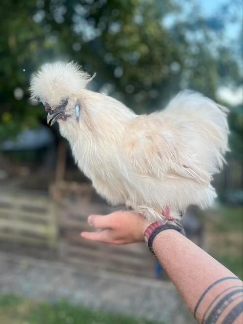 Gratis hanen en hennen beschikbaar, Dieren en Toebehoren, Pluimvee, Kip