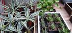 Agave,pannekoek.25st 40€, Tuin en Terras, Planten | Tuinplanten, Volle zon, Vaste plant, Bloeit niet, Ophalen