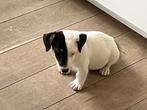 Jack russell Pups, België, Particulier, Jack Russell Terriër, CDV (hondenziekte)