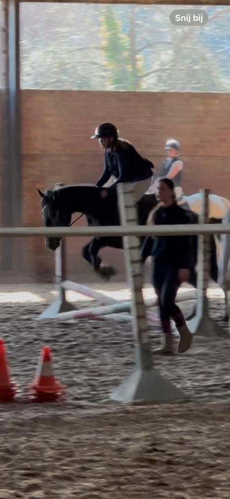 Merrie 5 & 7 jaar, Dieren en Toebehoren, Pony's, Merrie, L, 3 tot 6 jaar, Gechipt, Ontwormd, Ingeënt